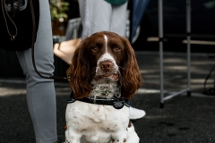 DAD-2025-Adelaide-Autumn-Drive-Day-9942